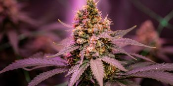 cannabis