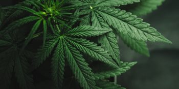 Cannabis Leaves