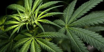 Cannabis Leaves