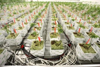 Coming soon to a lab near you? Genetically modified cannabis