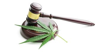 The Recreational Cannabis Industry’s Emerging Public Policies